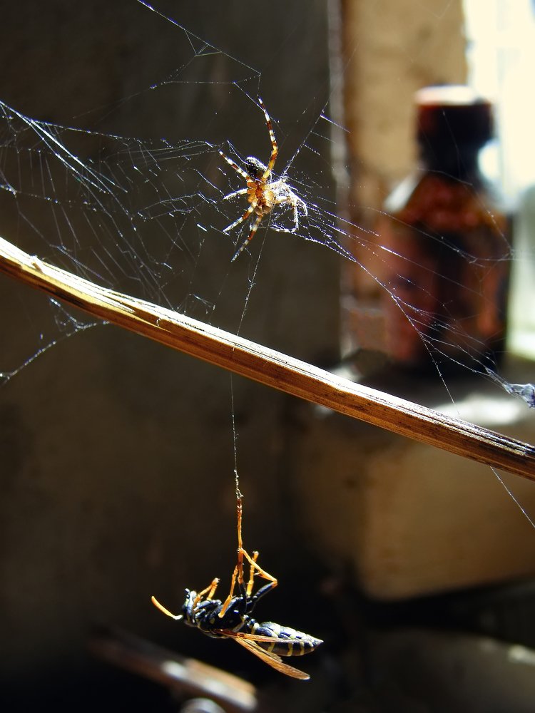 Битва за жизнь и обед