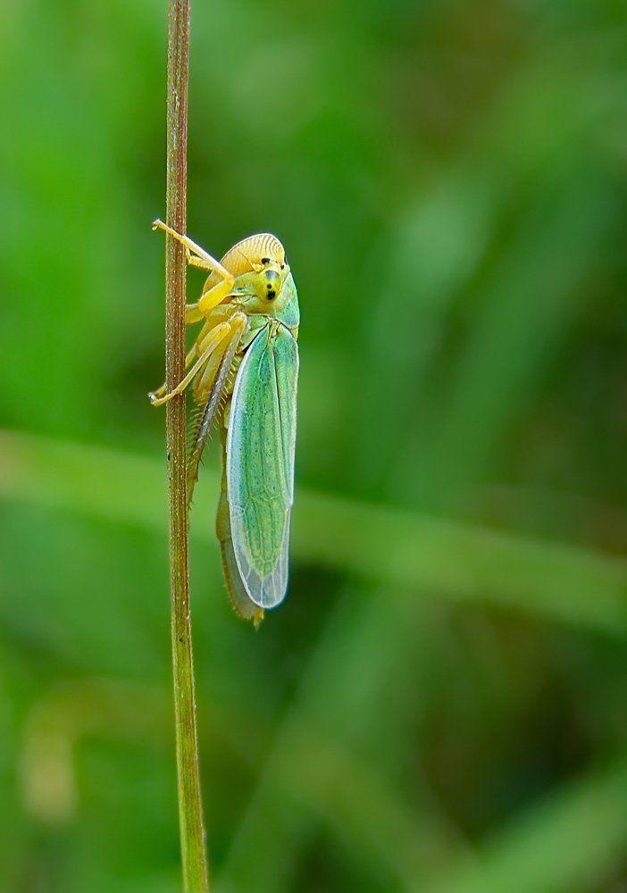 Маленький прыгун