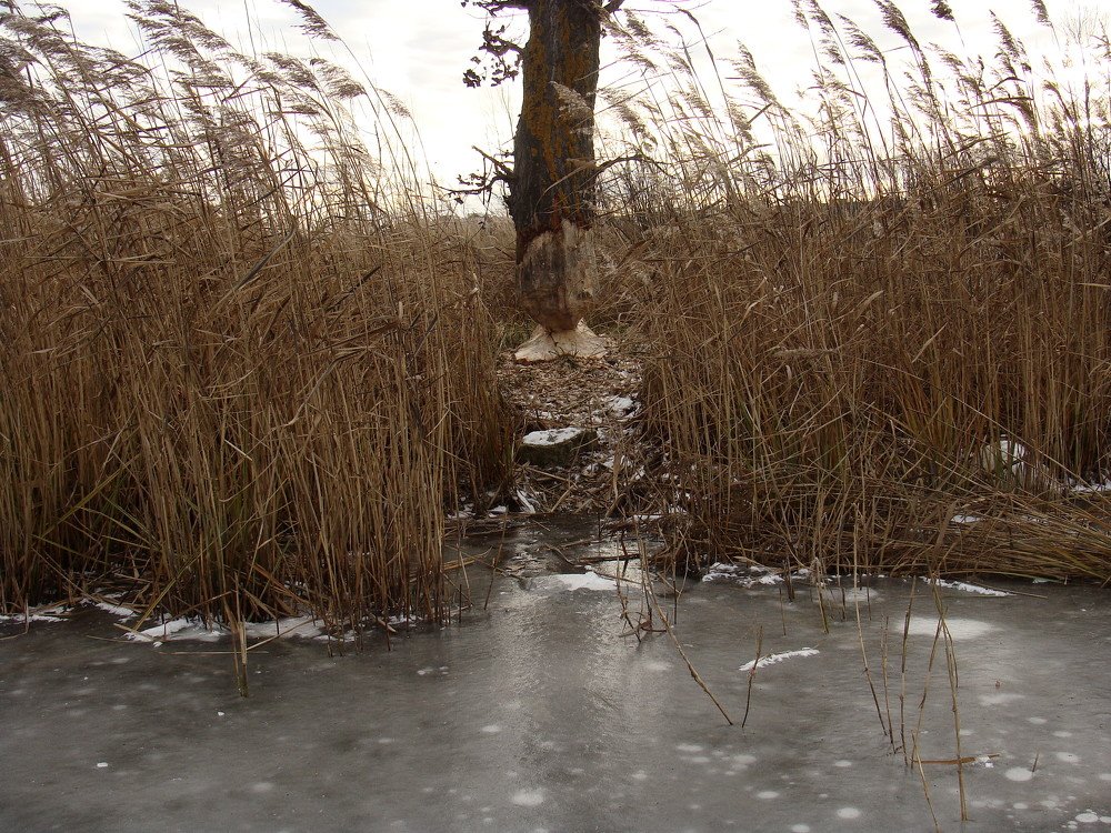 Бобры и деревья