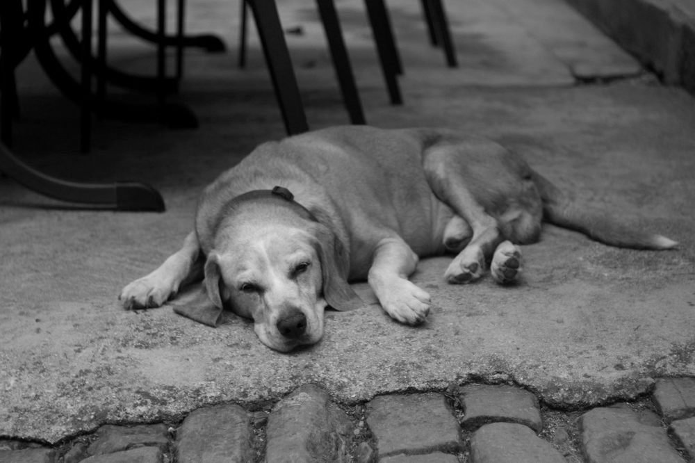 Photograph by Damir Gržin