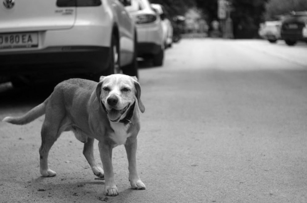 Photograph by Damir Gržin