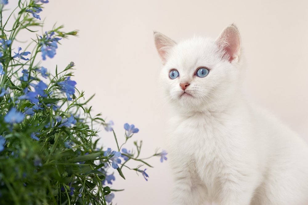 Photograph by Elena Guseva