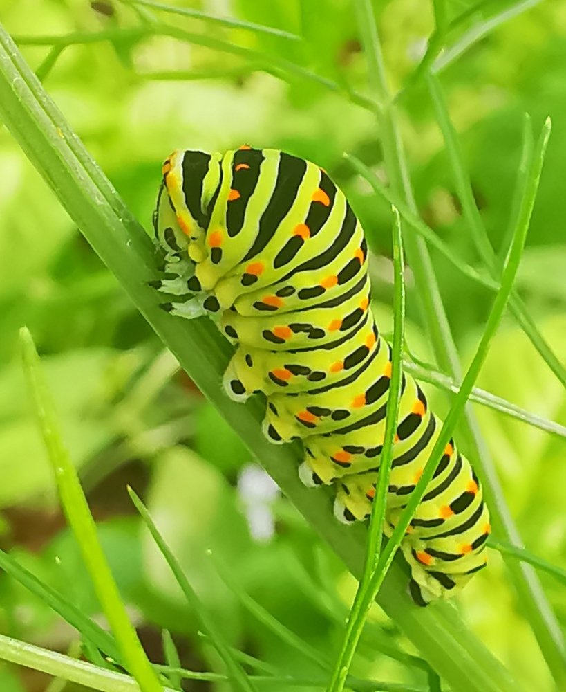 Photograph by Visca José Luis