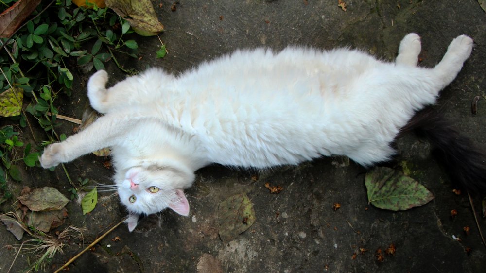 Photograph by Tatiana Barthem