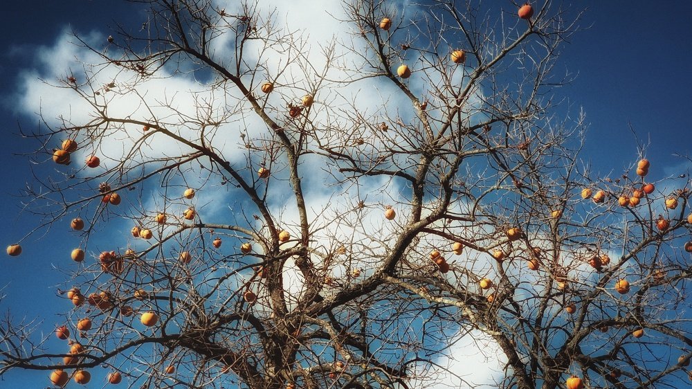 Photograph by Юлия Волженина