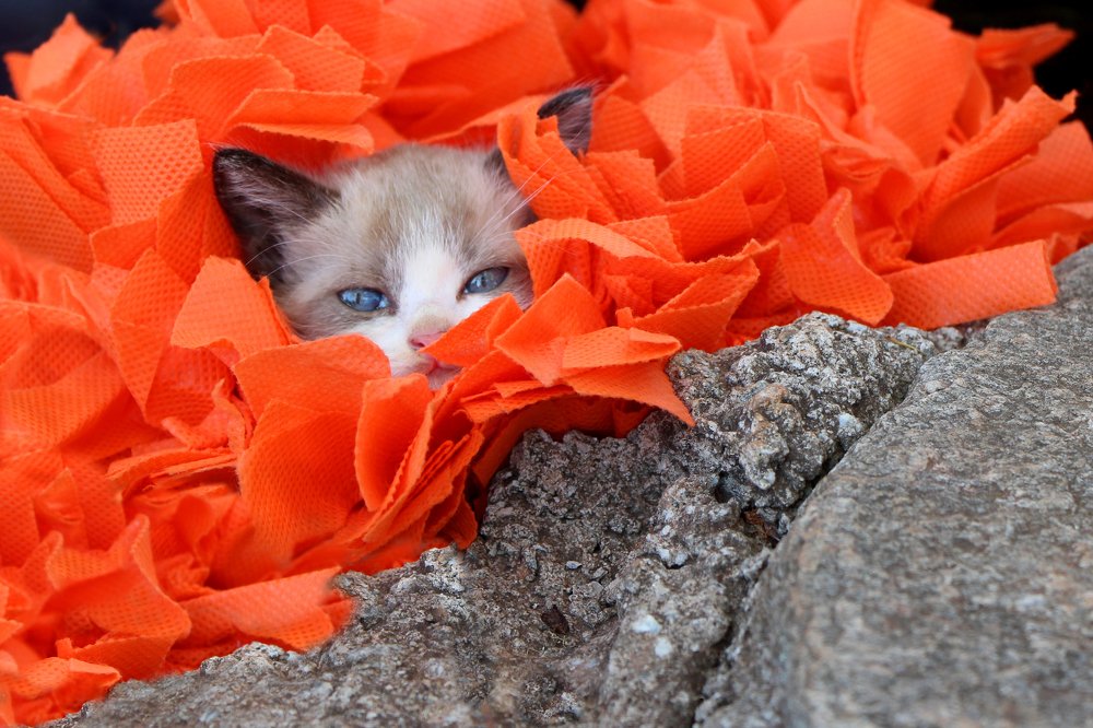 Photograph by Tatiana Barthem