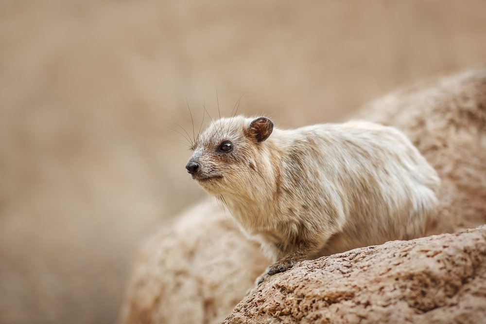 Photograph by Мария Мадзик