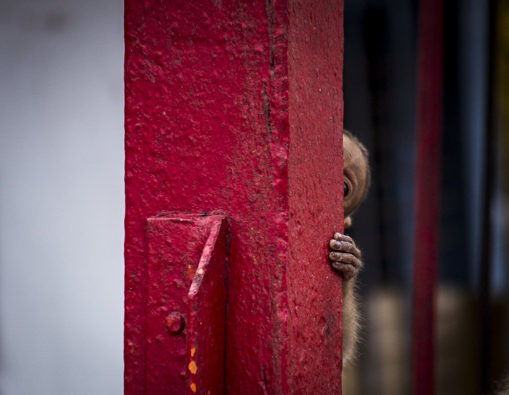 Photograph by Prasad Pavan