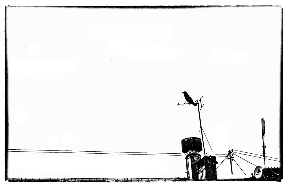 Черный ворон