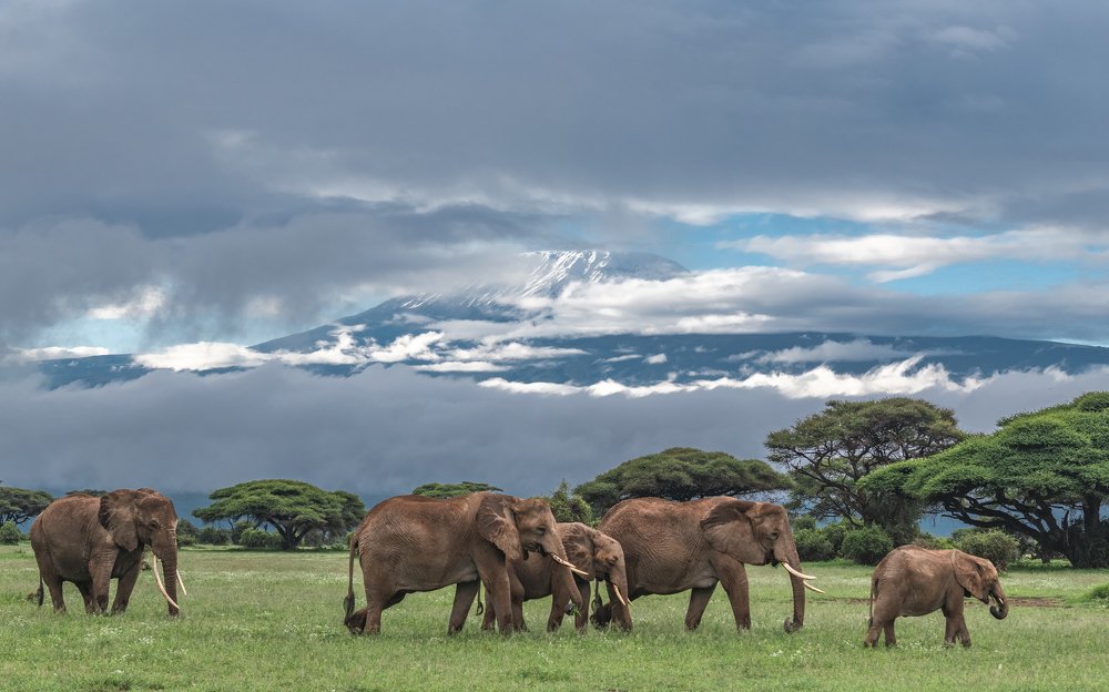 Мама Африка/Mama Africa