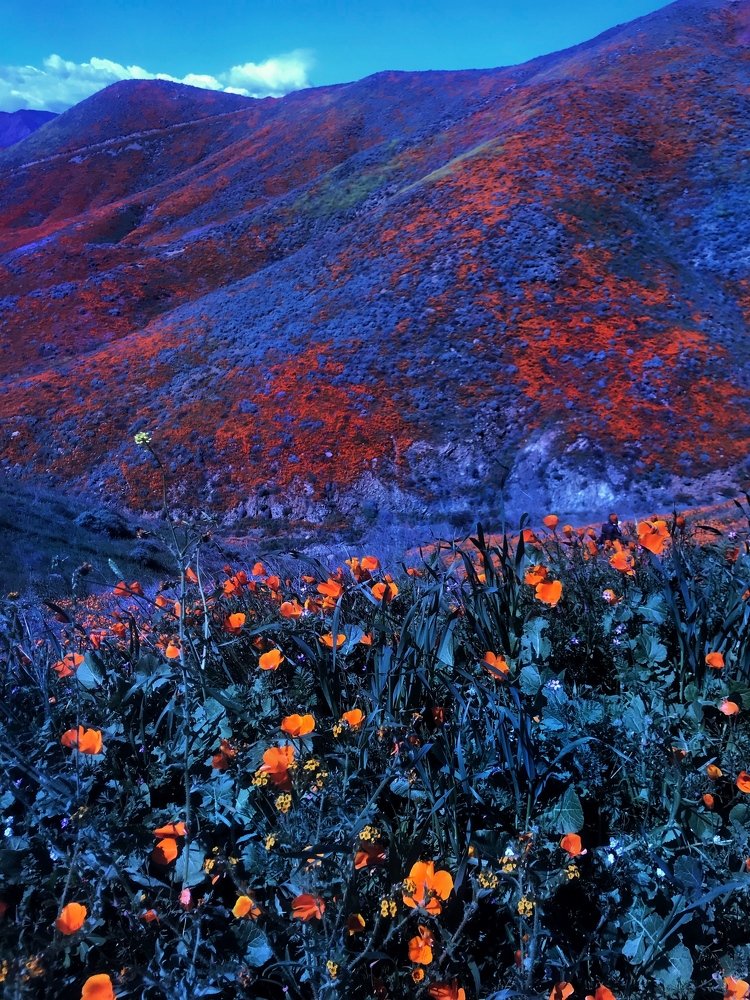 Supper bloom in California in 2019. Poppy seed flower fields with a color filter