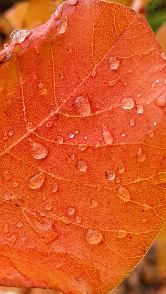 Photograph by Виктория Сметанина