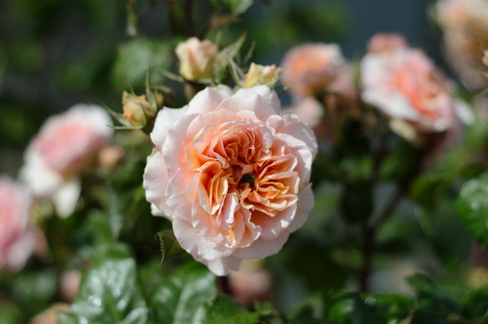 Photograph by Виктория Сметанина