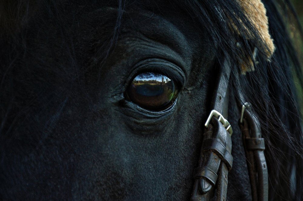 Глаз о многом скажет