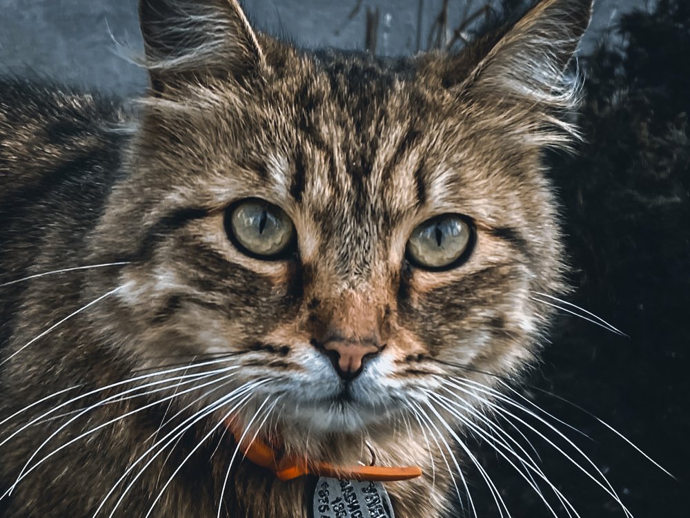 Photograph by Алексей Молчан