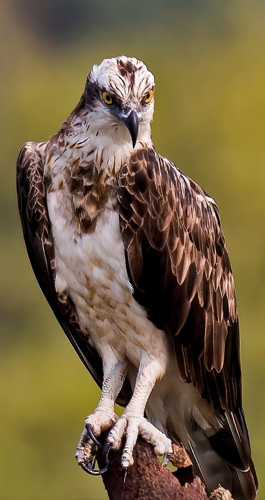 Ospray egale killer look