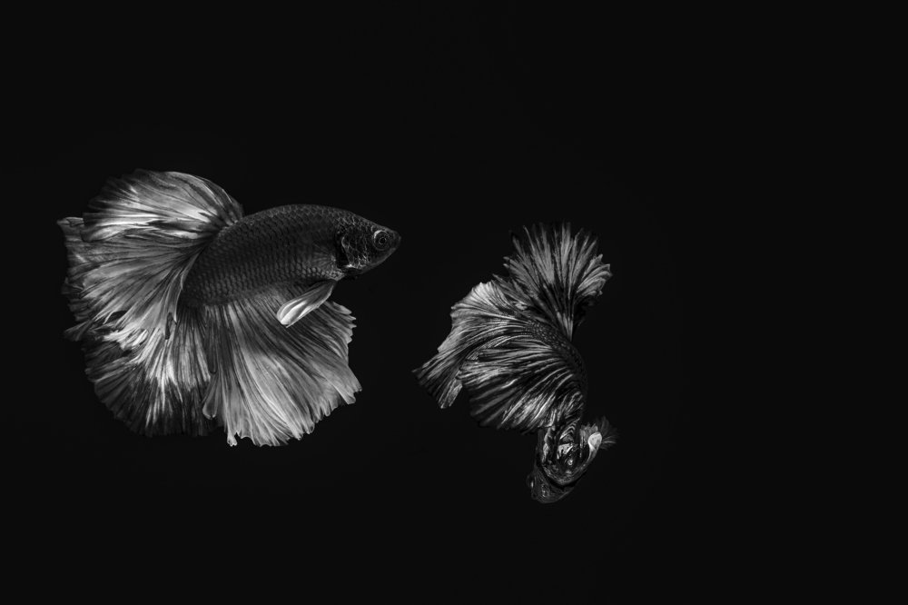 Photograph by Ronaldo Edson Reyes