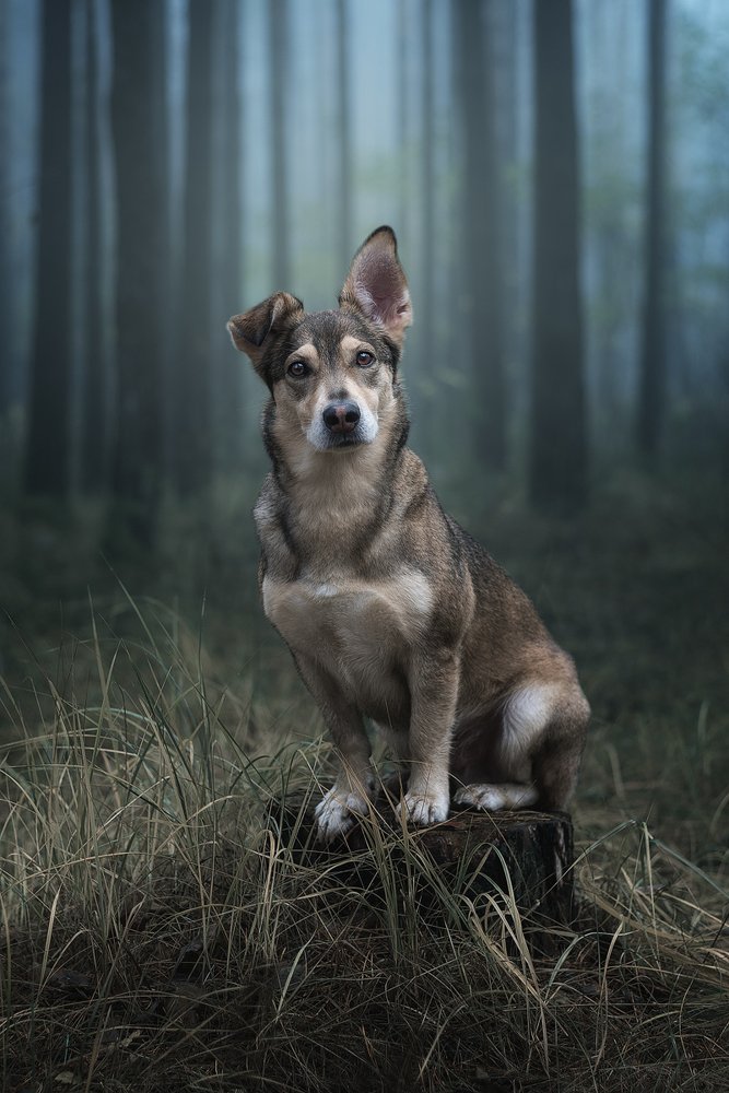 Photograph by Евгений Крутиков