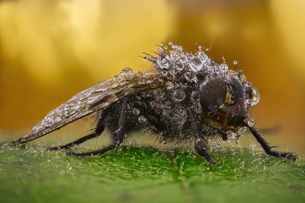 Photograph by Tsvetan Ganev