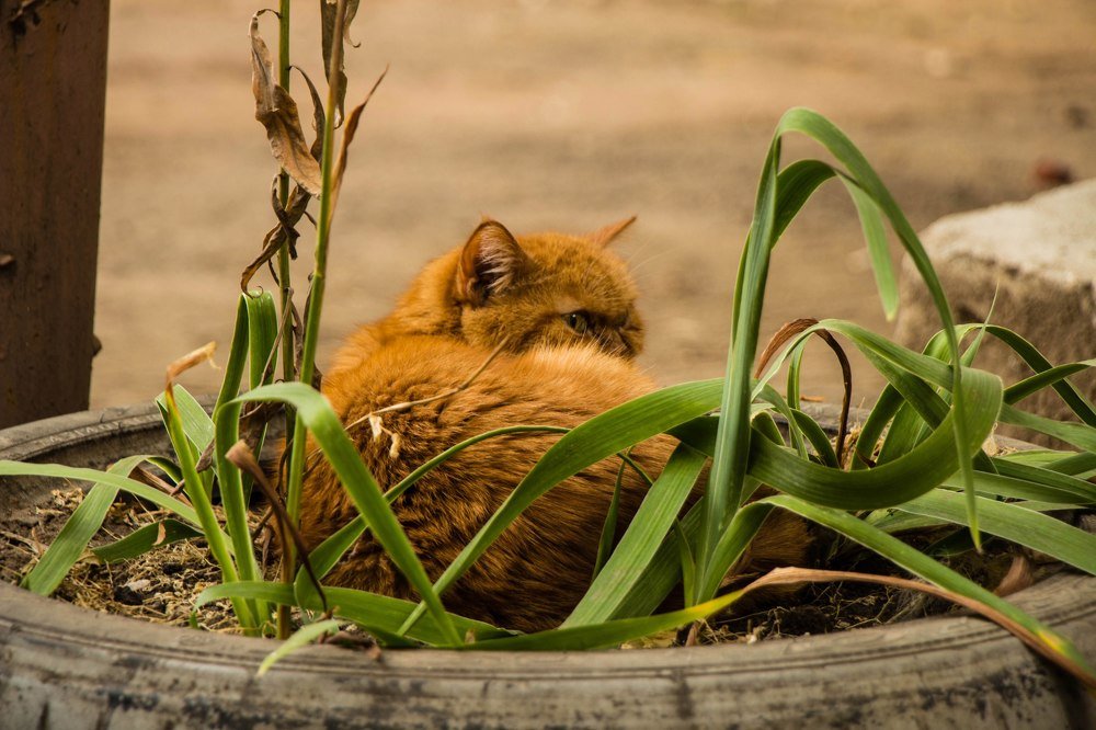 Photograph by Арсений Самогоров