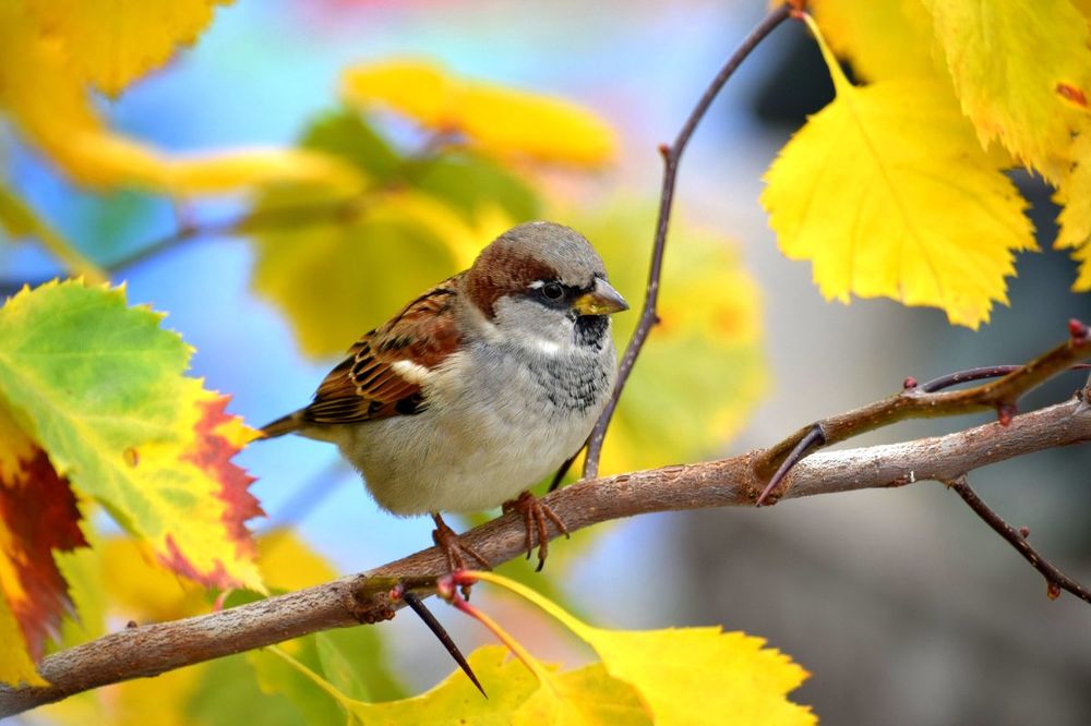 Дикий животный мир