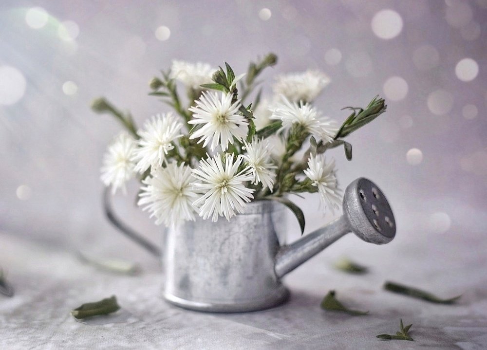 Утро на подоконнике.