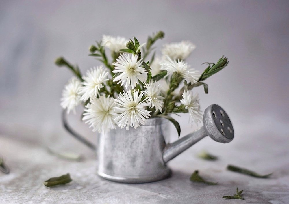 Утро на подоконнике.