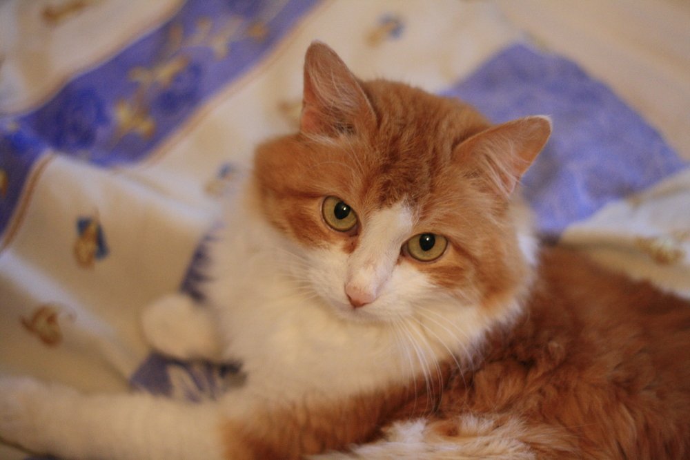 Photograph by Наталья Сазонова