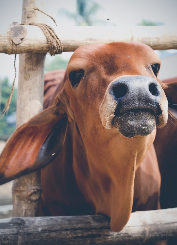 Photograph by Мария Половинкина