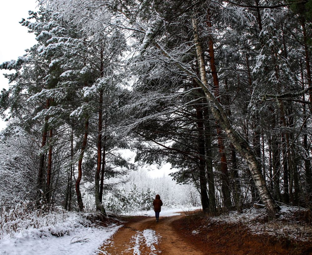 Первый снег в лесу