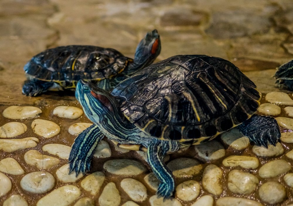 Photograph by Виктор Сёмушкин