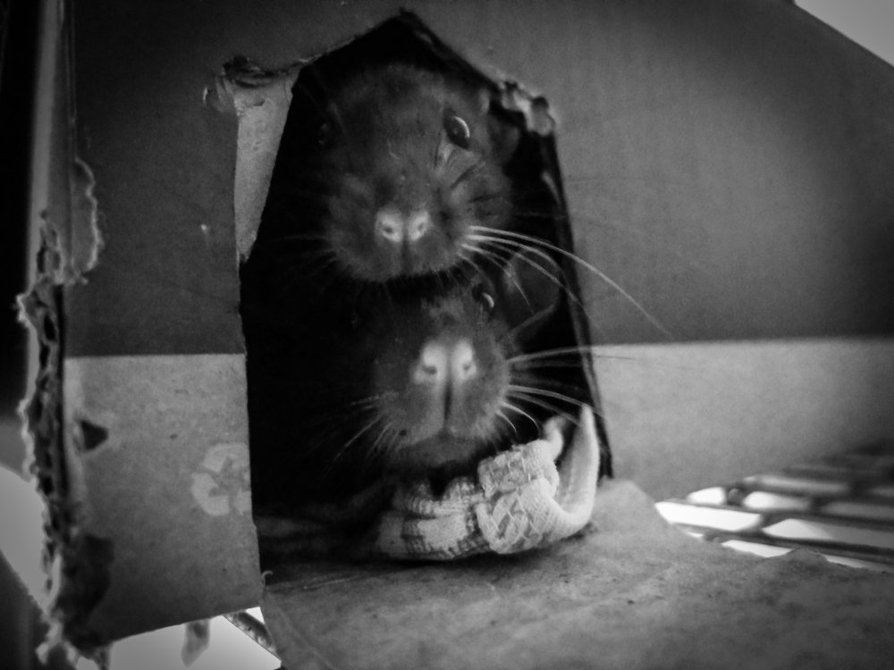 Photograph by Володимир Сорін