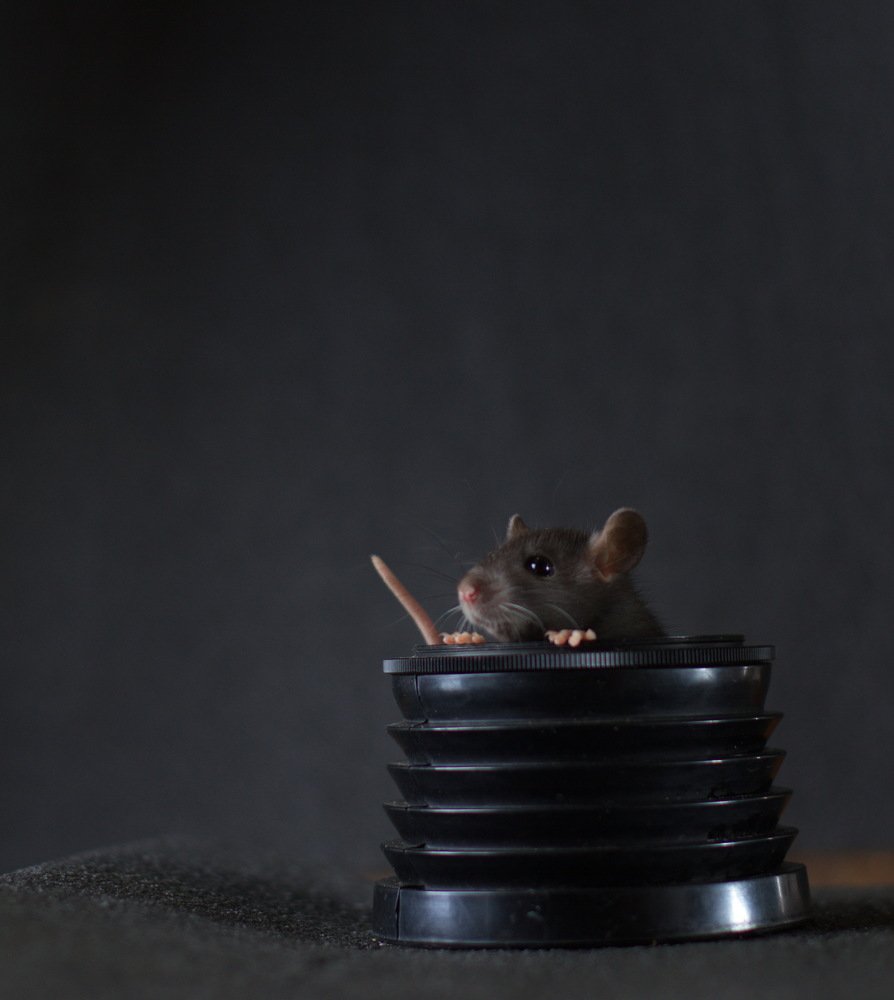 Photograph by Володимир Сорін