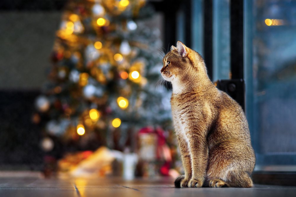 Каждый ждёт свой подарочек, а кто-то и есть подарочек.