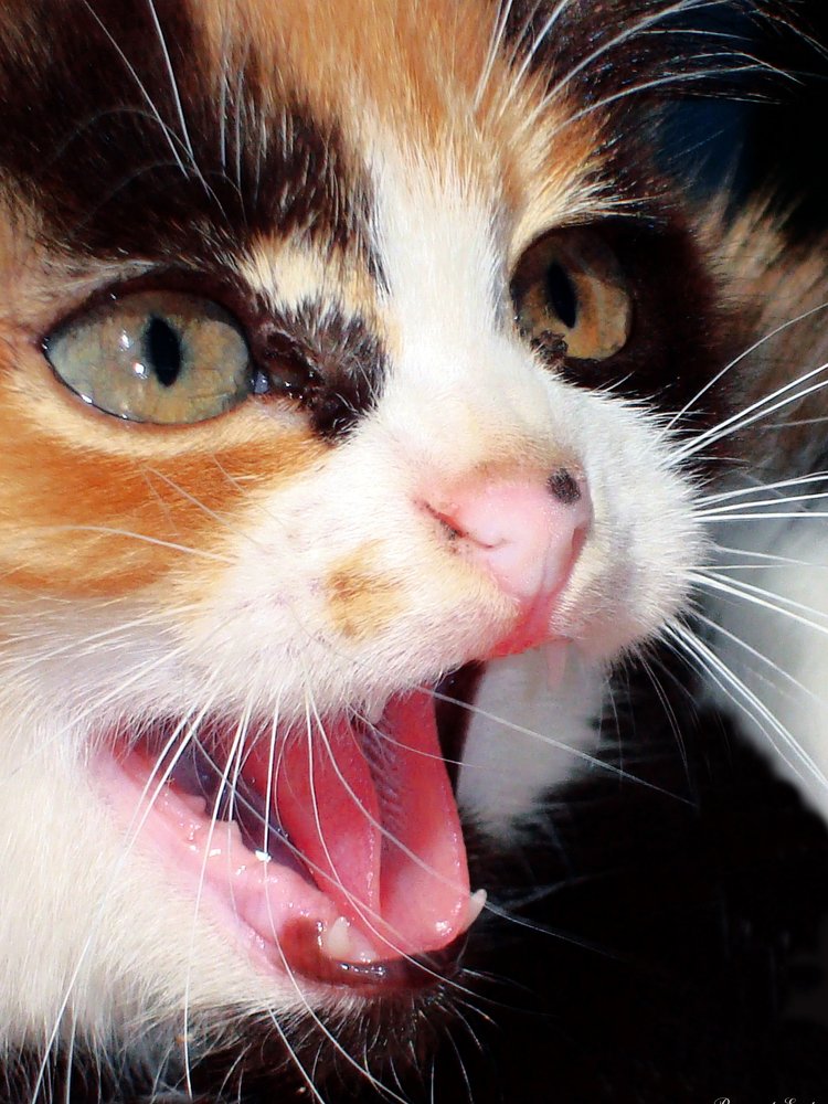 Photograph by Виктор Егоров