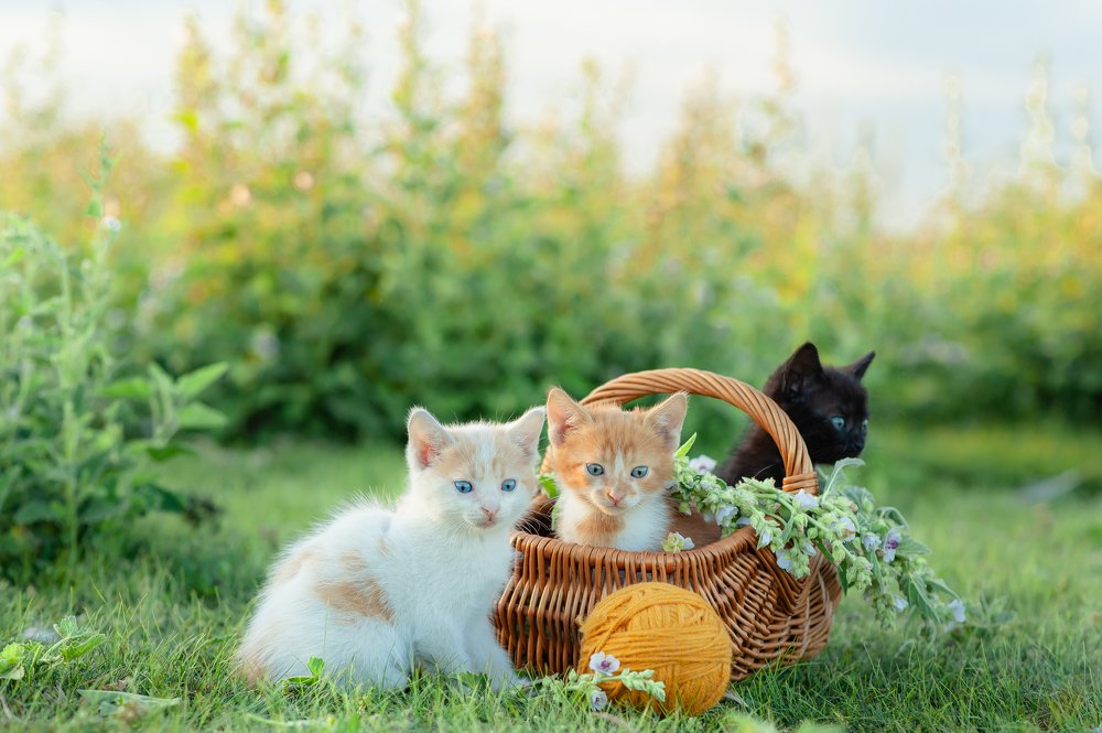 Photograph by Яна Украинец