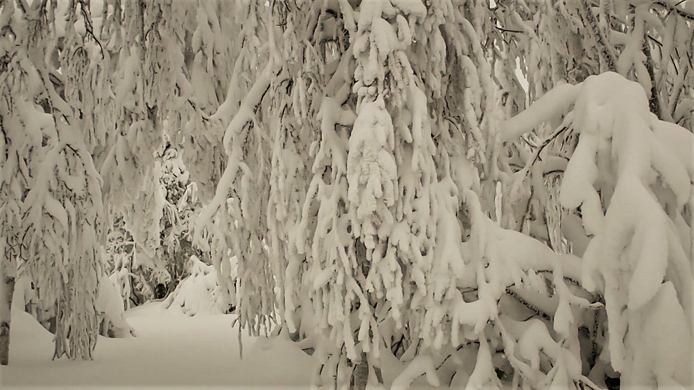 Photograph by Надежда Меркулова