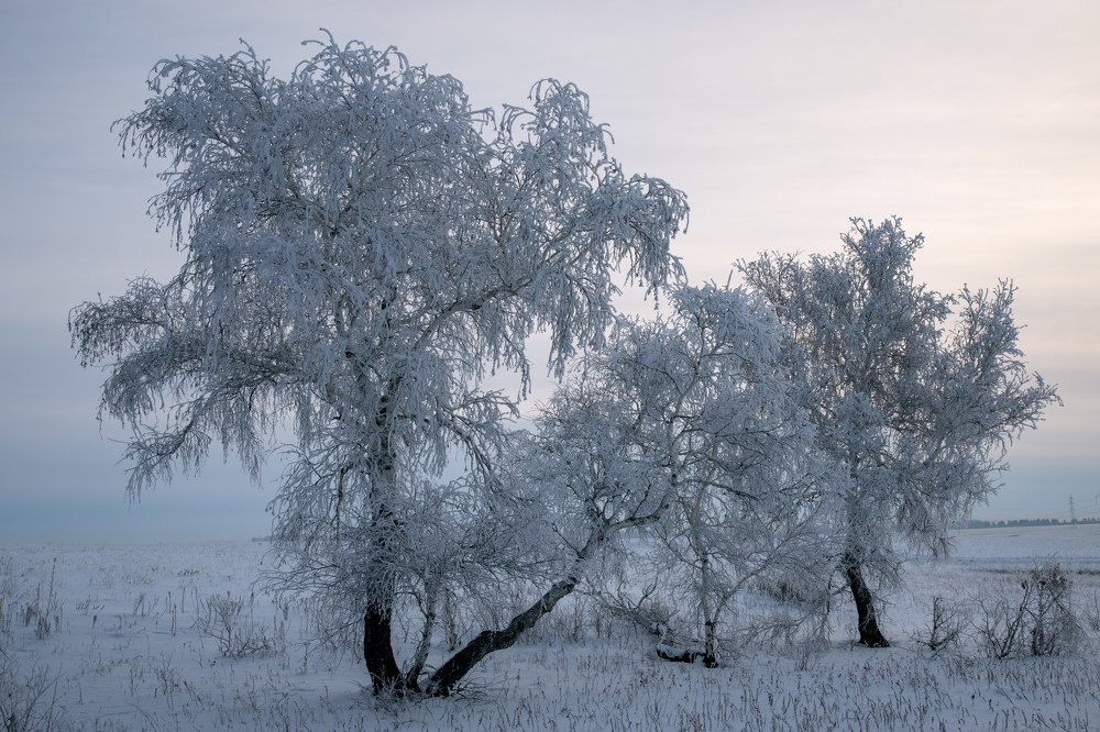 Winter dress of birches.