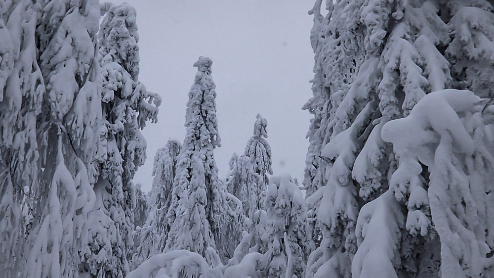 Photograph by Надежда Меркулова