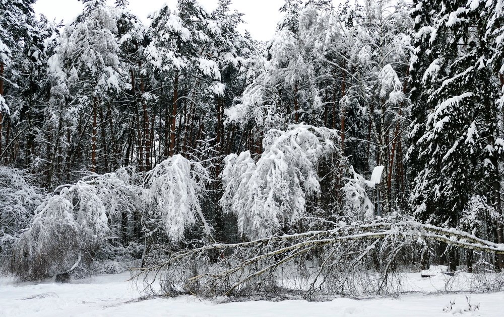 Photograph by Константин Лагоденко