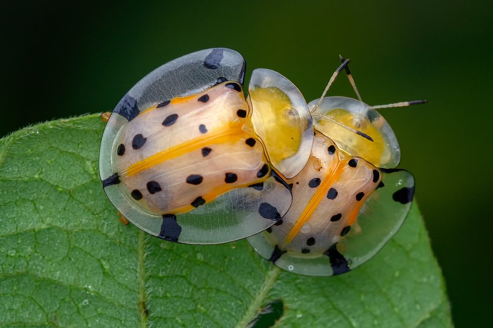 Photograph by Marcus Kam