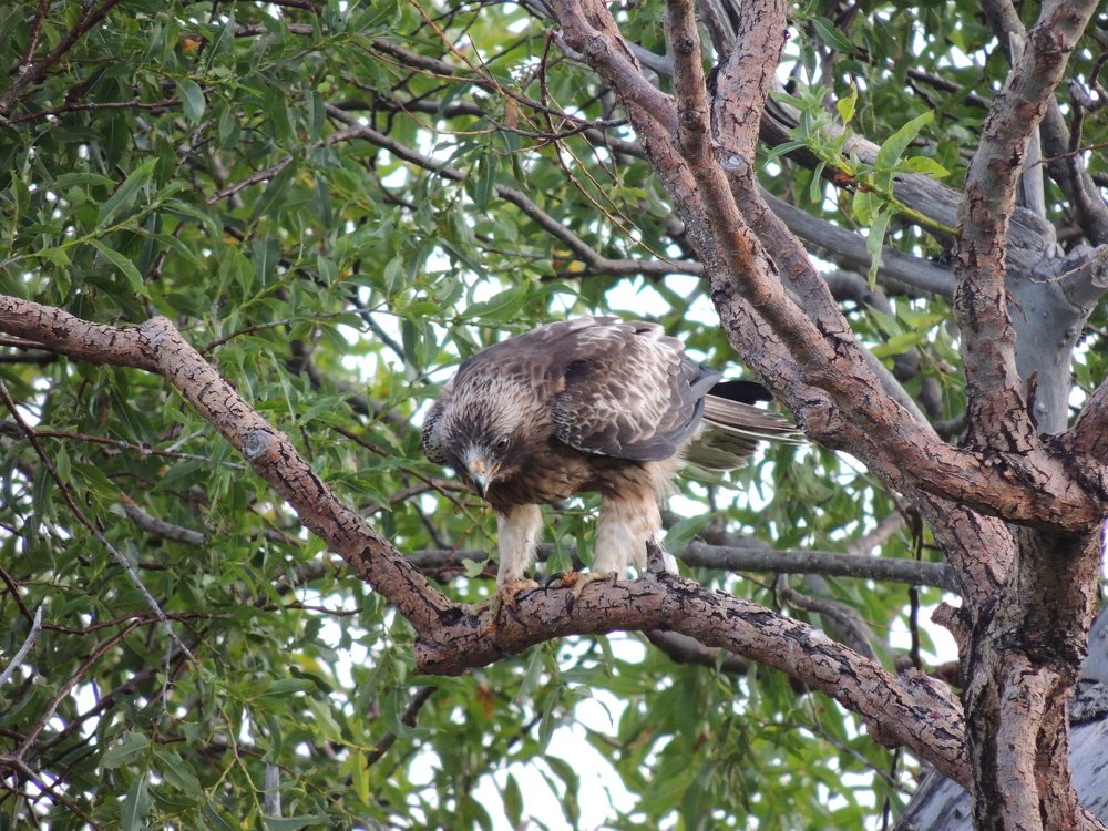 Острый взгляд