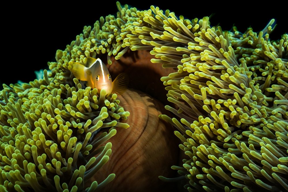 Photograph by Serge Melesan