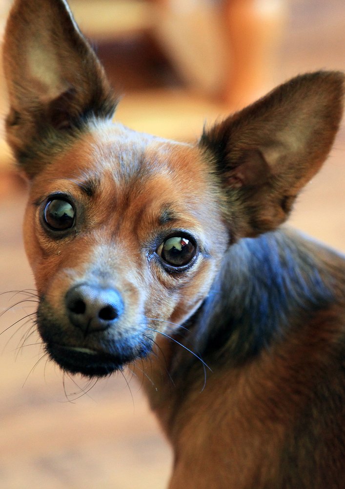 Домашний любимец