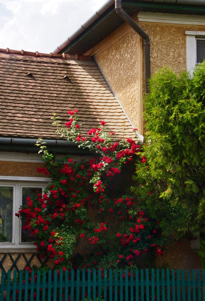 Photograph by Toth Csongor