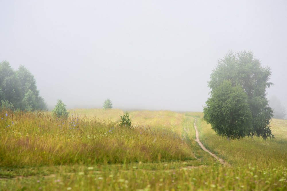 Туманное лето 2020