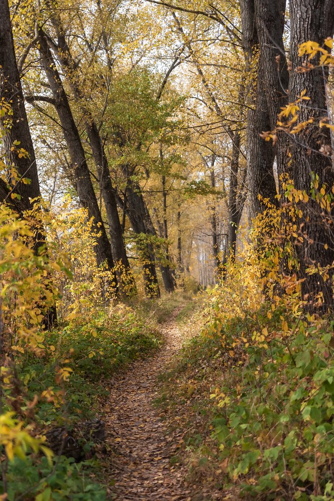 Photograph by Ирина Никифорова