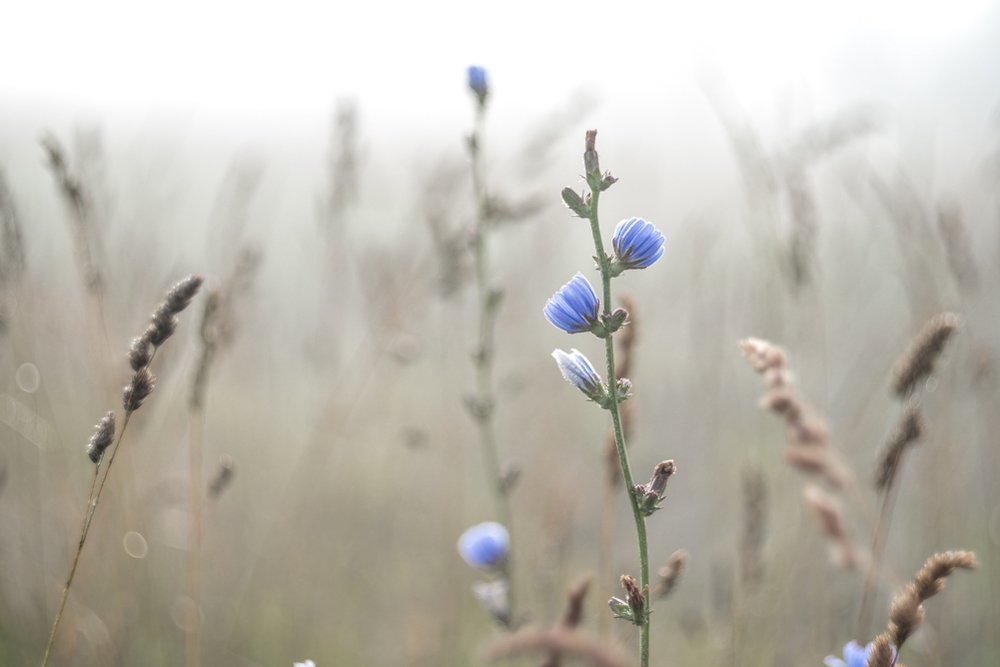 Дикий Цикорий