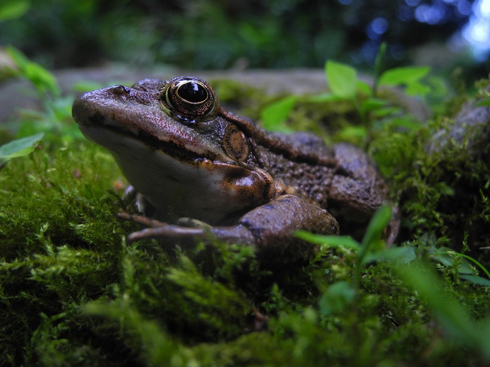 Царевна лягушка
