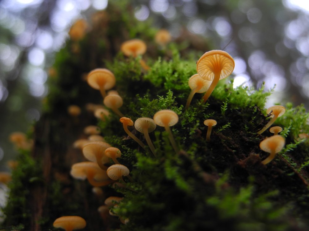 Лесные стражники